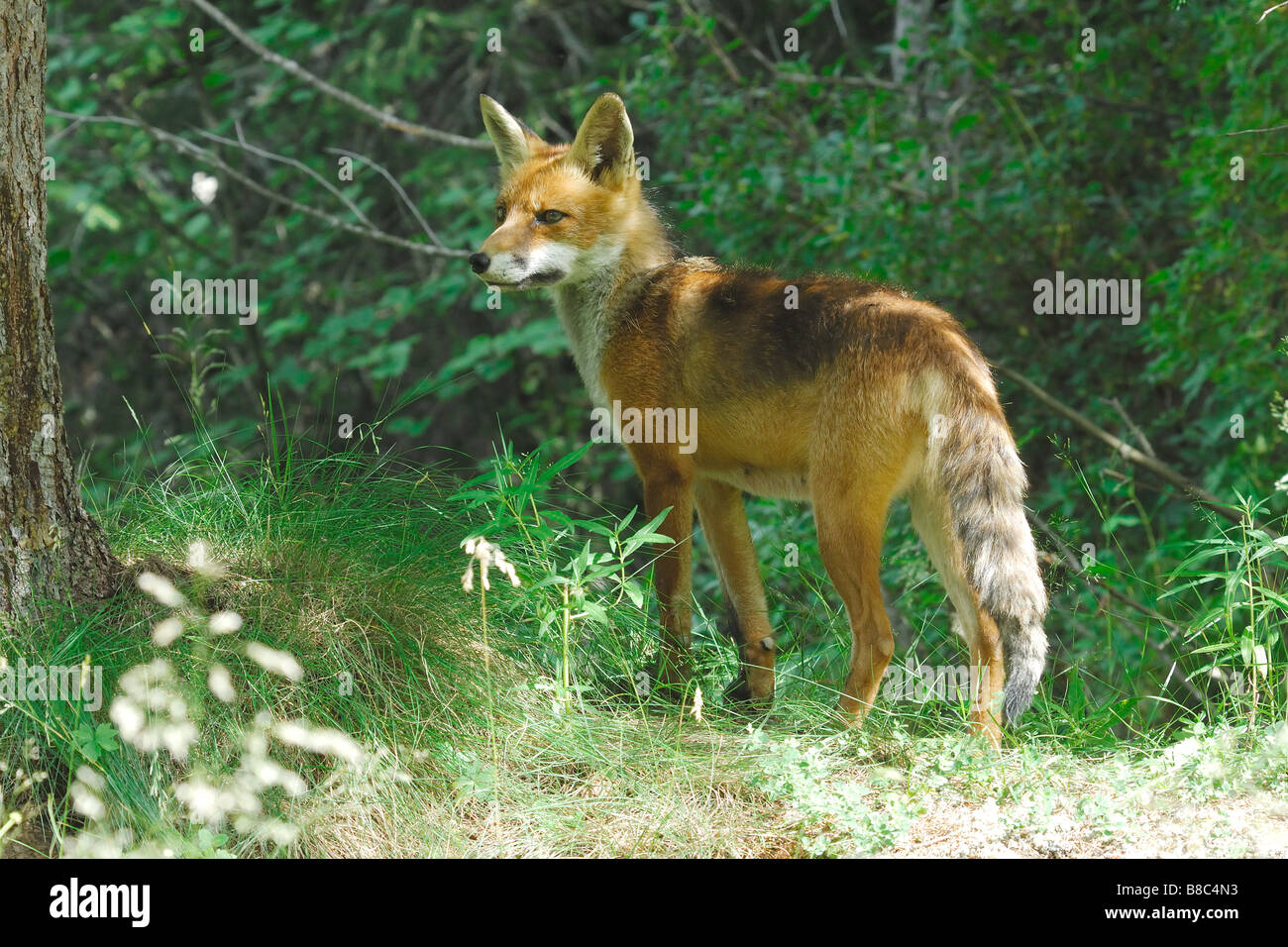 fox volpe Vulpes vulpes primo piano carnivori mammiferi Cogne Parco Nazionale Gran Paradiso Valnontey Valle d Aosta Italia Stock Photo