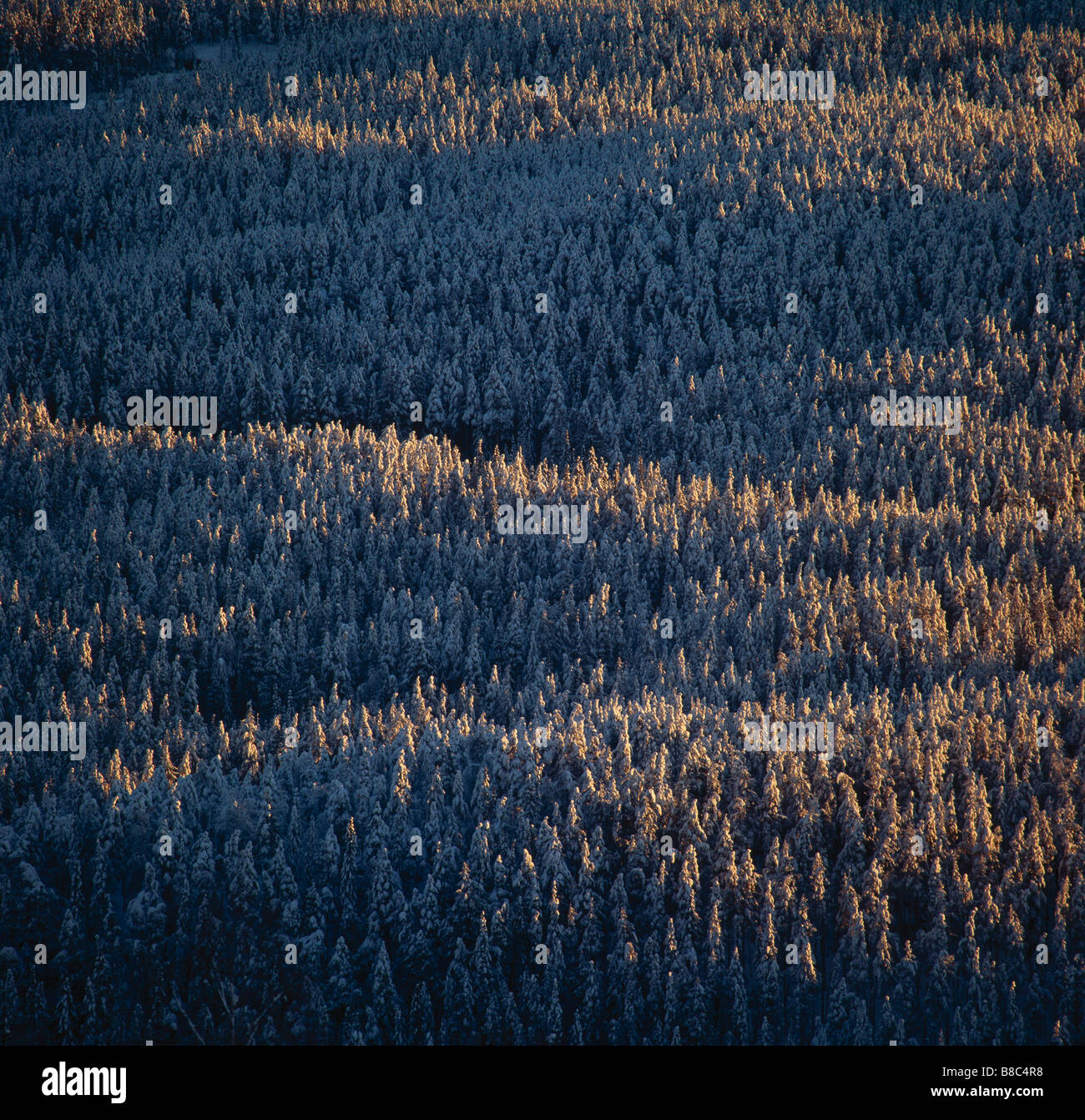 Frosted pine tree hi-res stock photography and images - Alamy