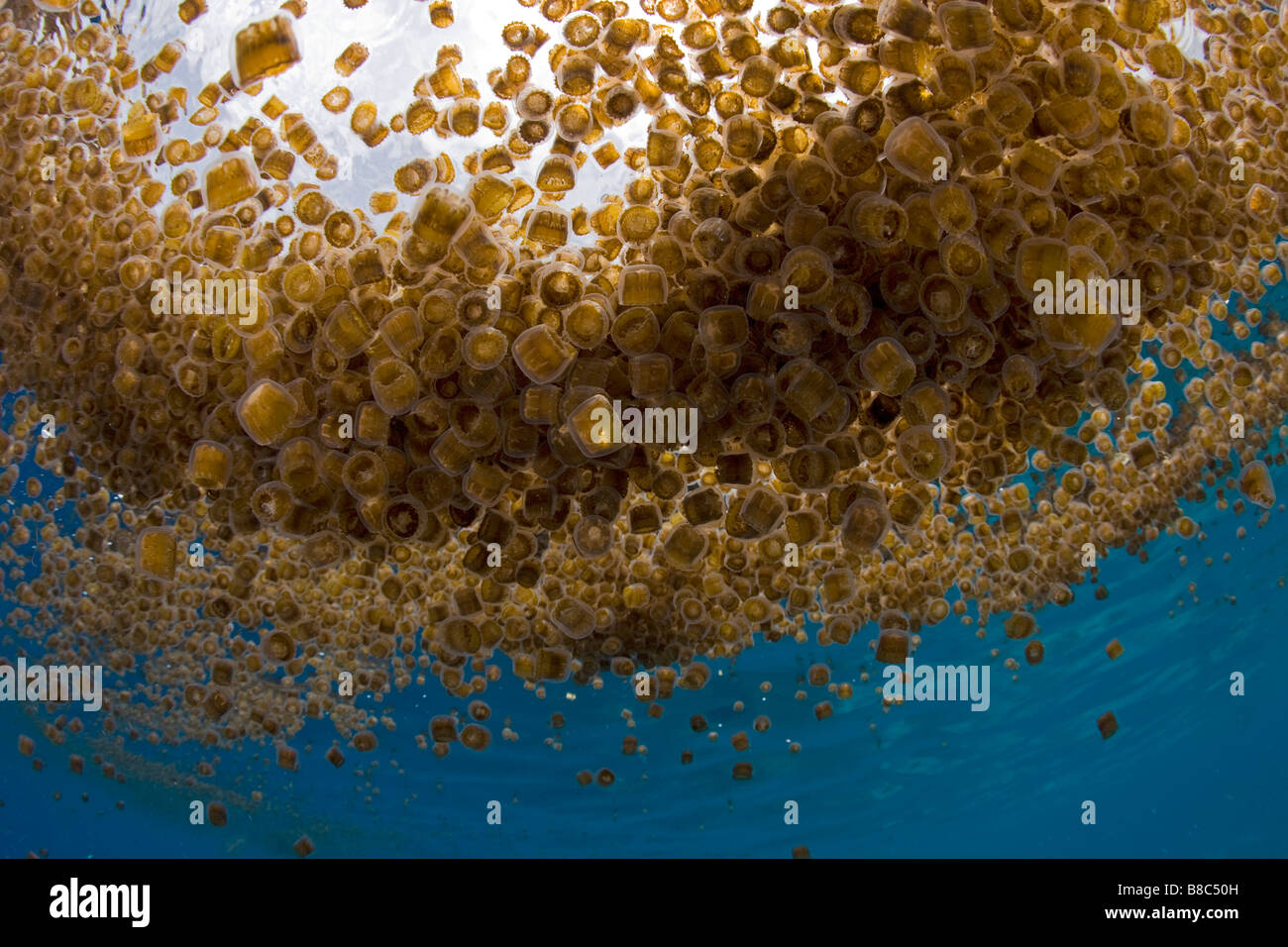 Thimble sea jellyfish hires stock photography and images Alamy