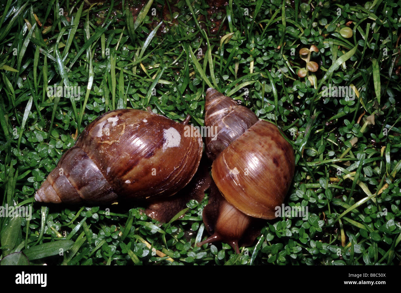 Giant landsnail, Achatina fulica Stock Photo