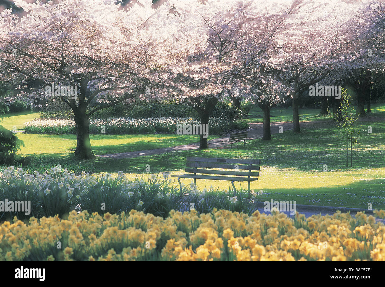 FL5550, David Nunuk; Trees Spring Blossoms Park Stock Photo