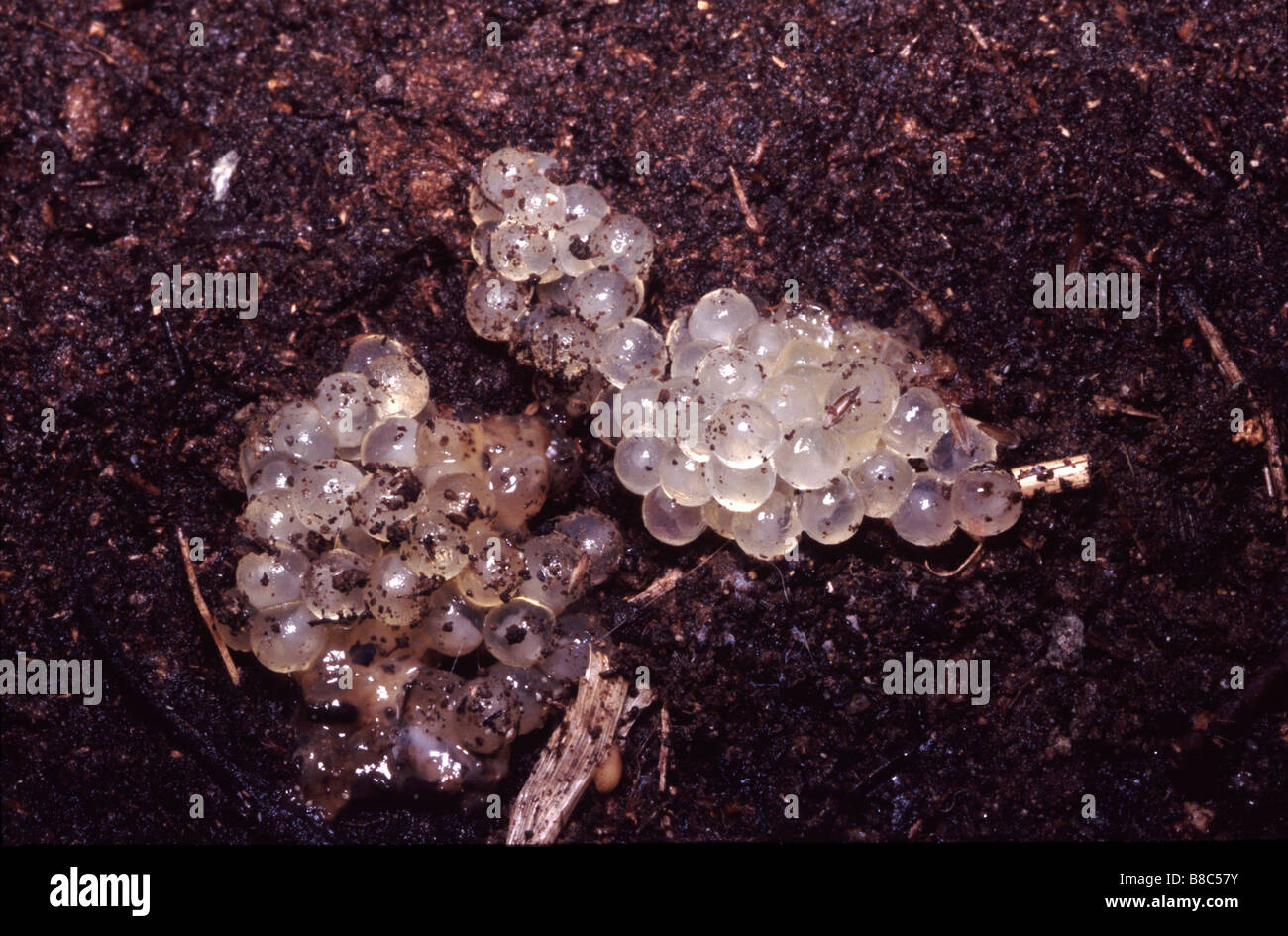 Eggs of Great slug, Limax sp. Stock Photo