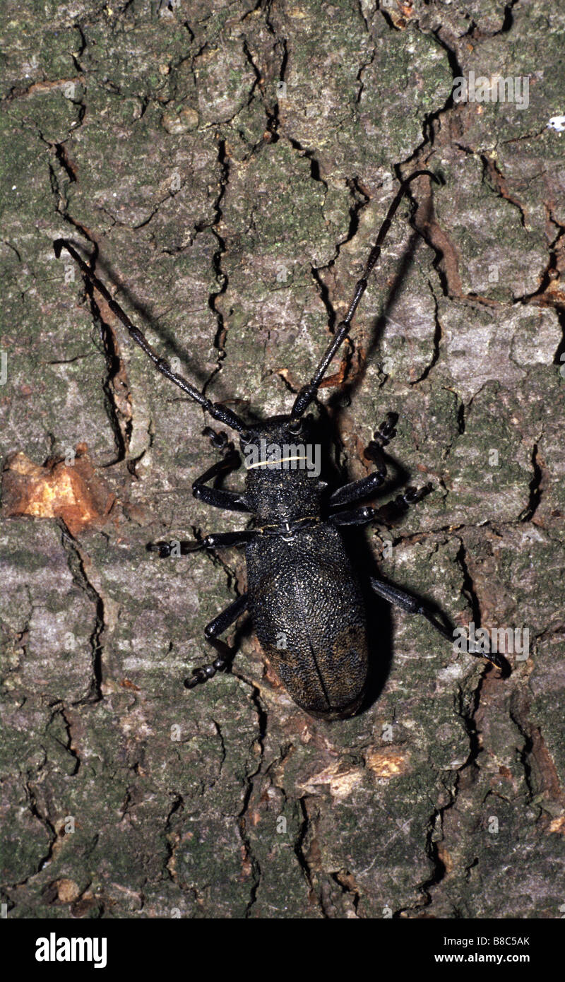 Capricorn Insect Cerambyx cerdo, Greater capricorn beetle Stock Photo - Alamy