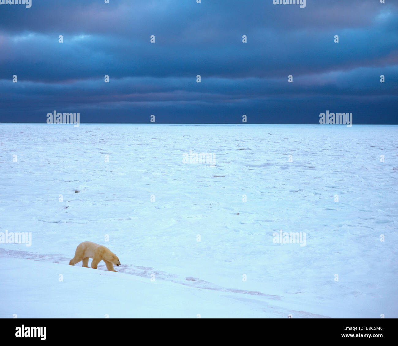 Polar bear hi-res stock photography and images - Alamy