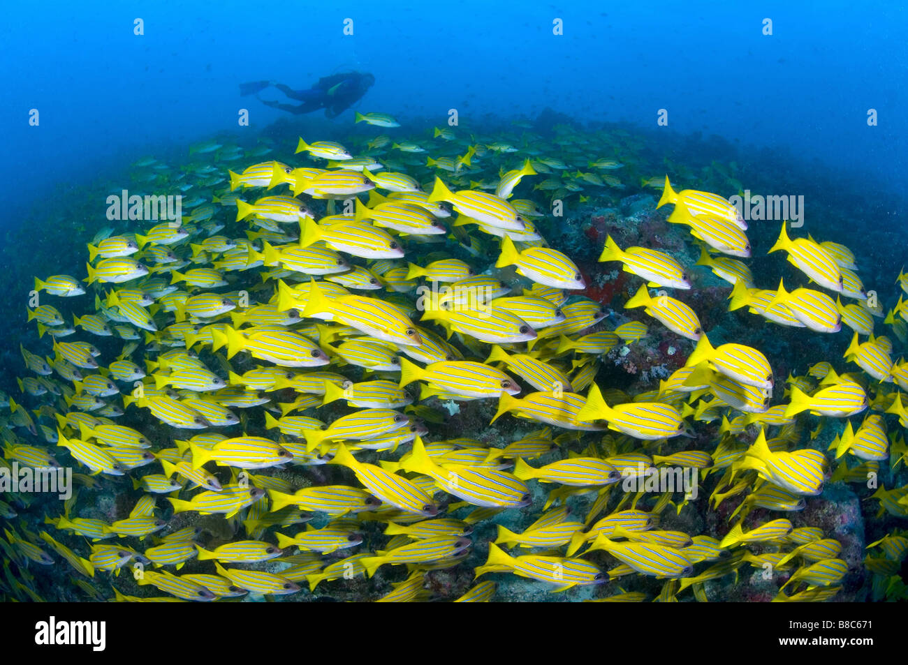 A school of  Bluelined Snappers Stock Photo