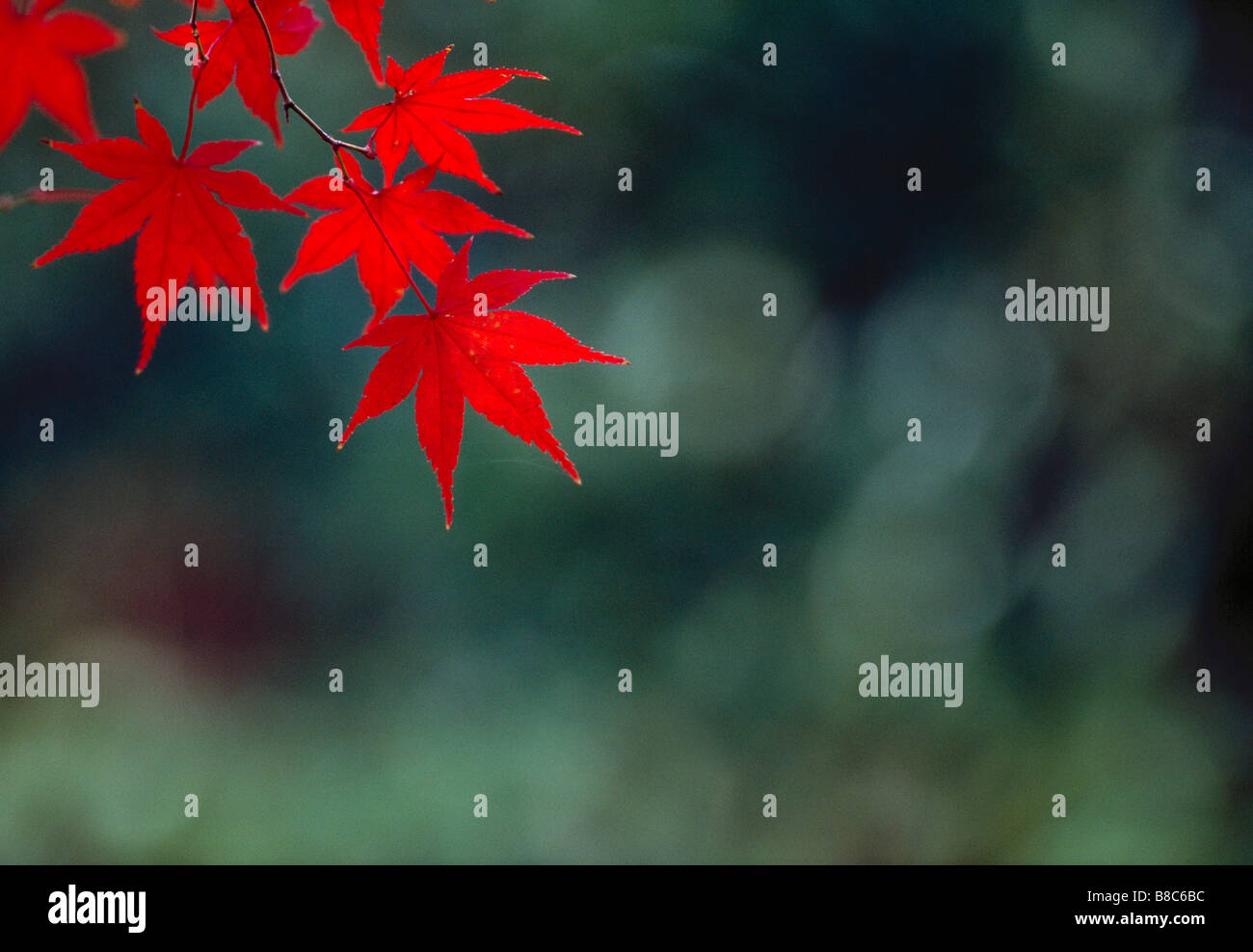 Maple leaves red hi-res stock photography and images - Alamy