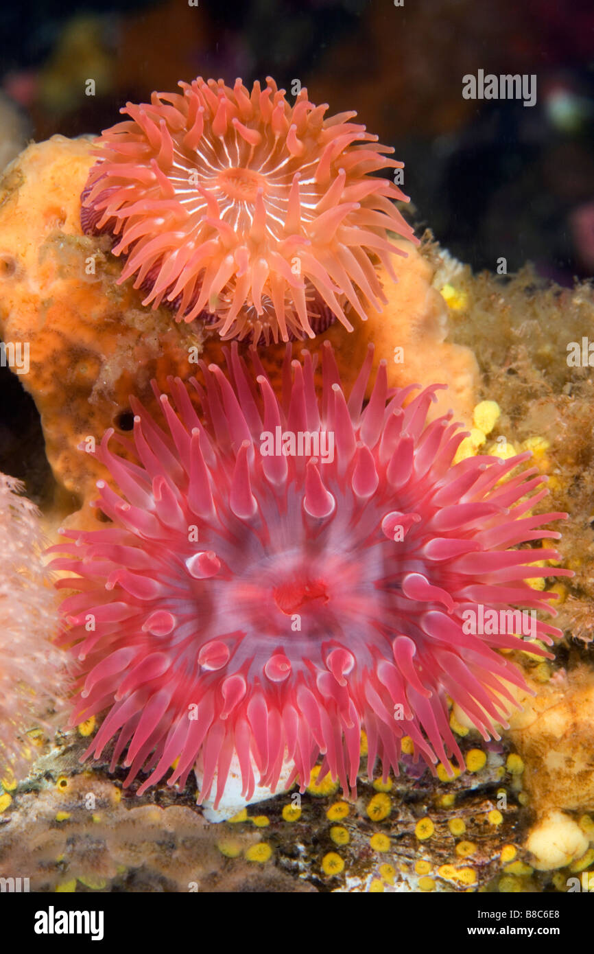 Anemones Stock Photo