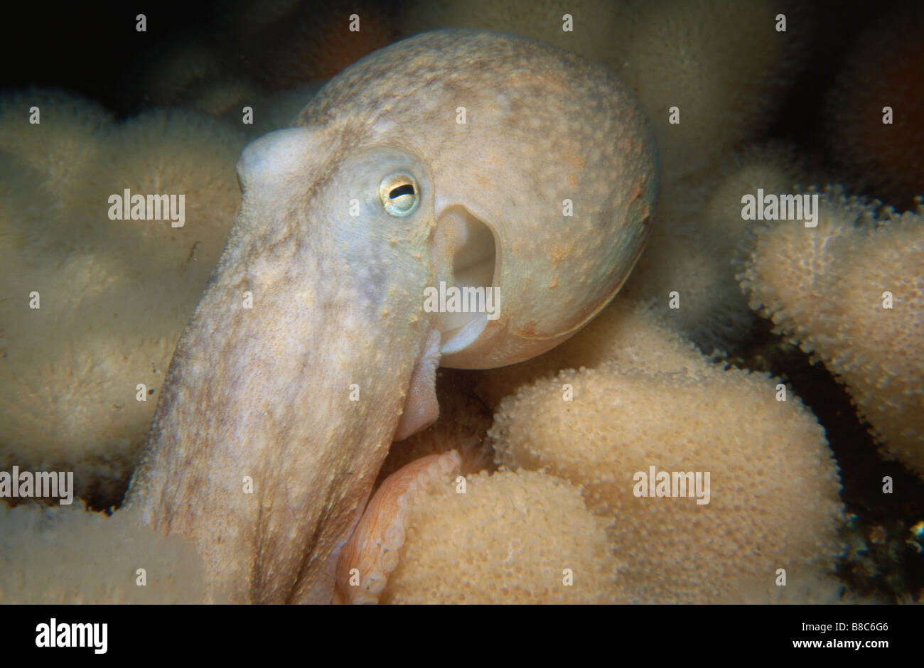 Lesser octopus hi-res stock photography and images - Alamy