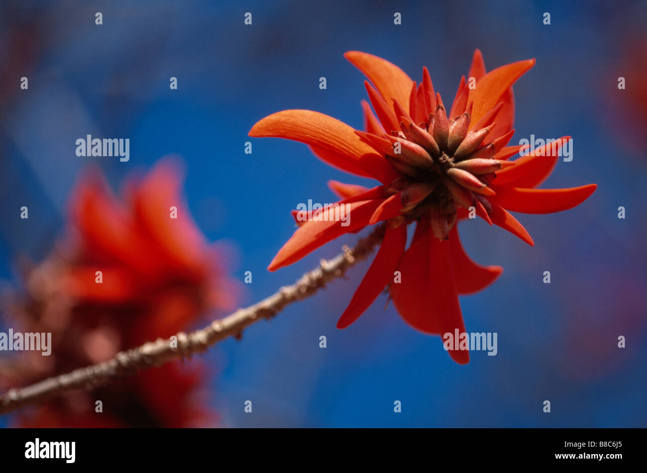 South african coral tree erythrina hi-res stock photography and images ...