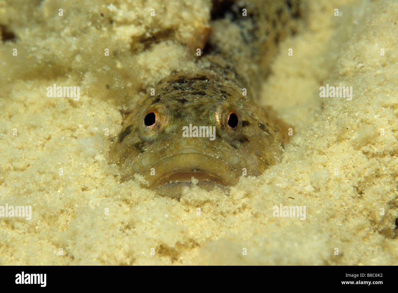 Goby camouflaged Stock Photo