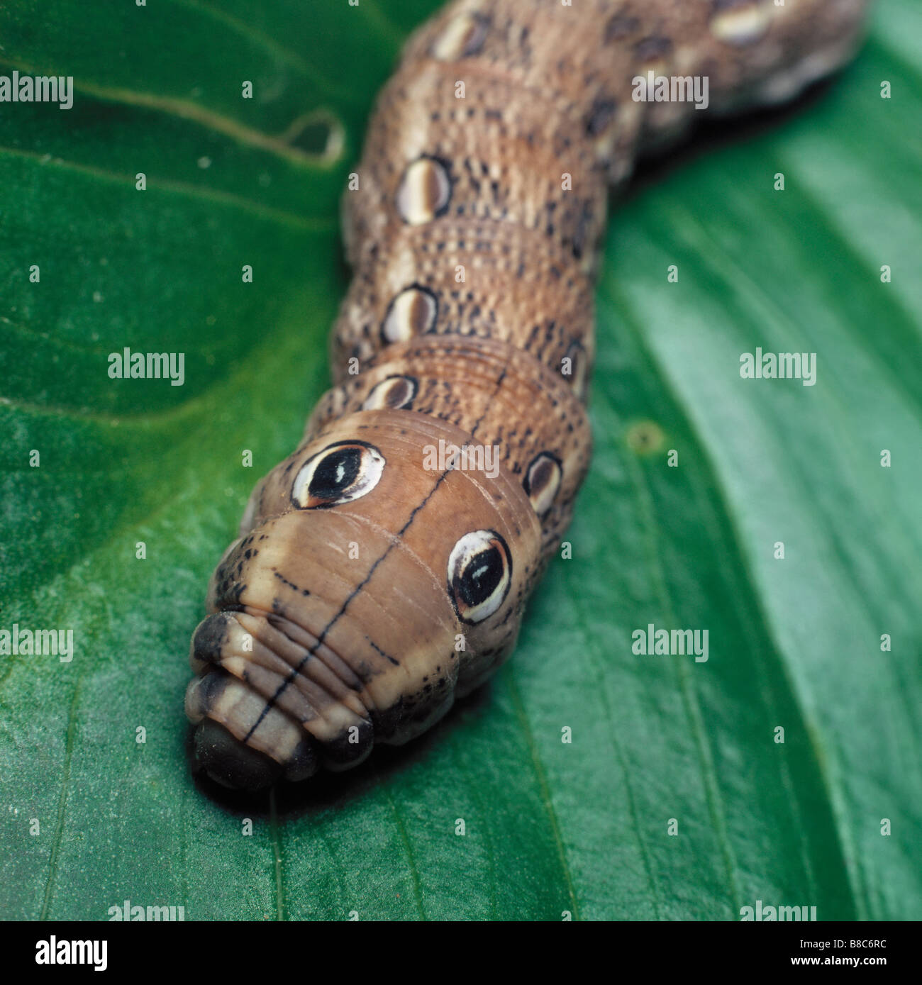 https://c8.alamy.com/comp/B8C6RC/hawkmoth-larva-B8C6RC.jpg