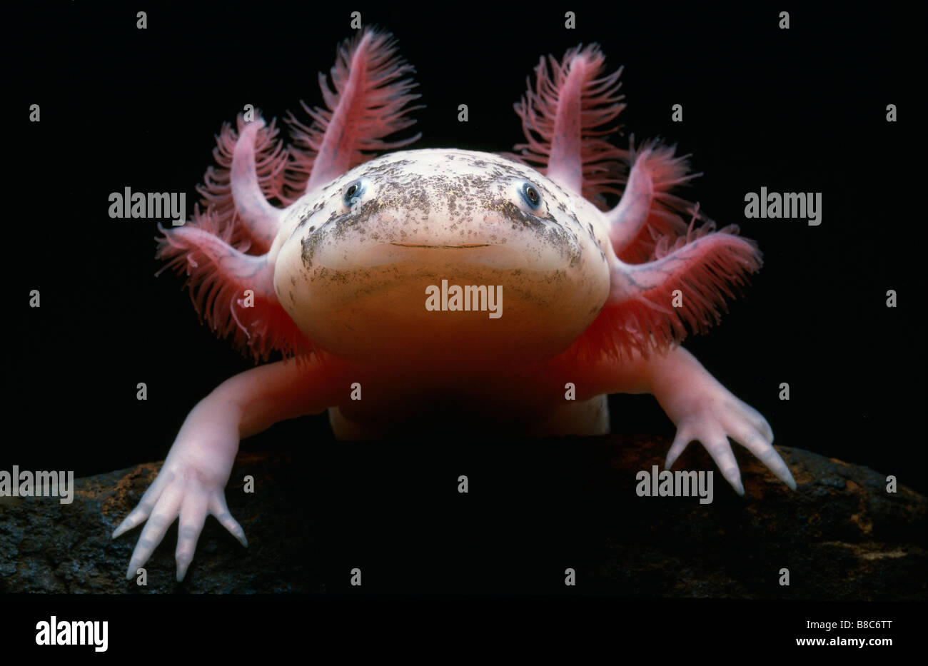 MEXICAN AXOLOTL Stock Photo