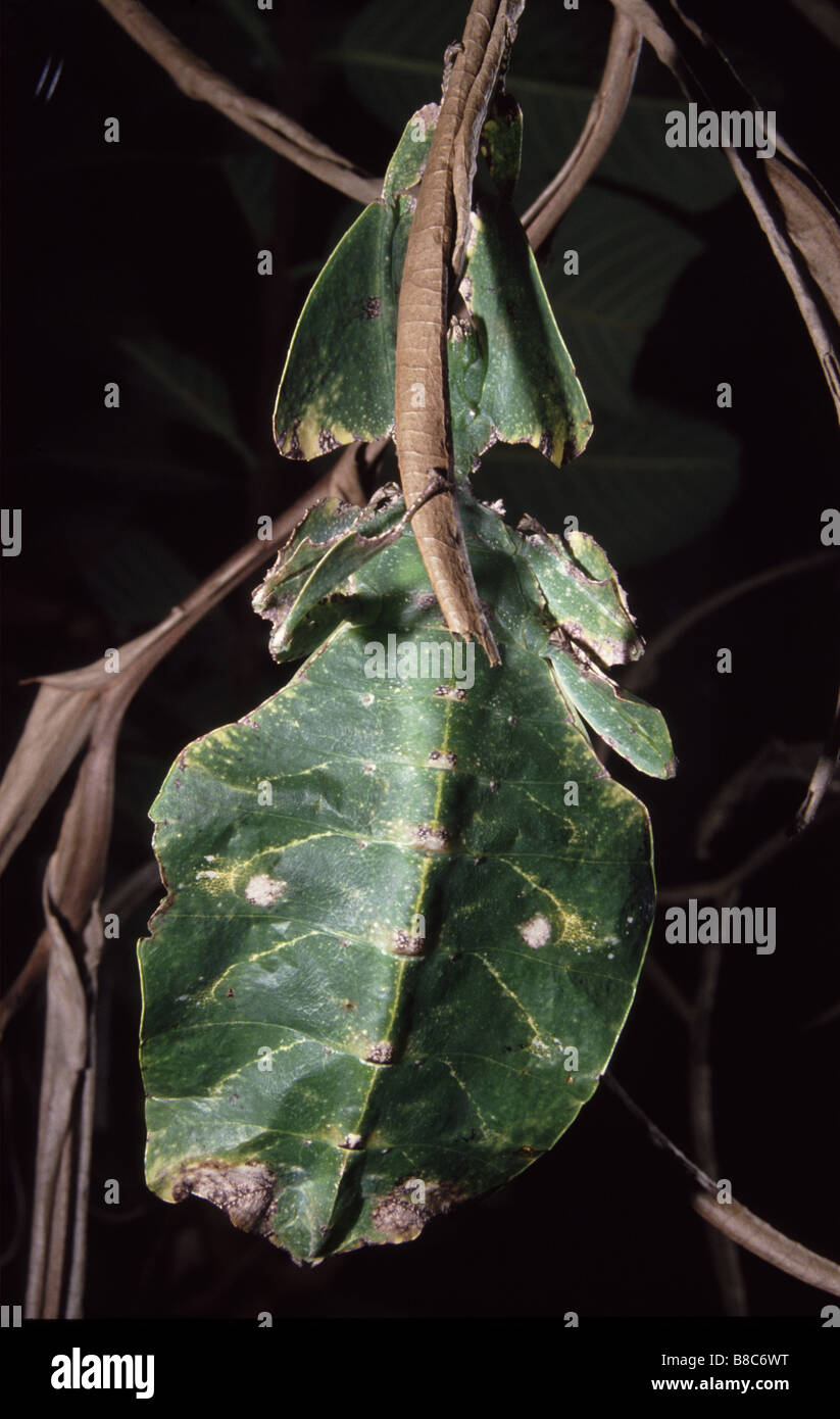 Phyllium giganteum, Giant leaf insect Stock Photo