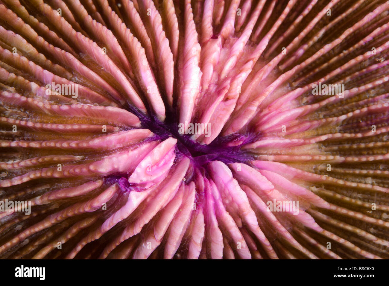 Deep water form; hard coral Stock Photo