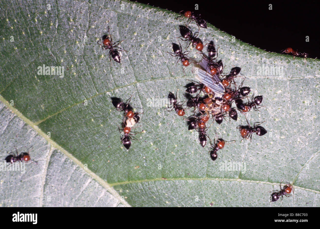 Wood Ants, Formica rufa Stock Photo
