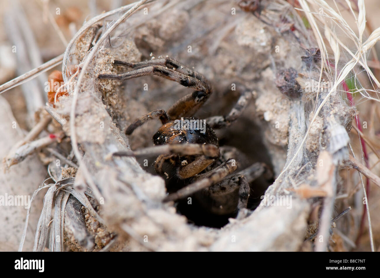 Südrussische Tarantel (Lycosa singoriensis) Stock Photo