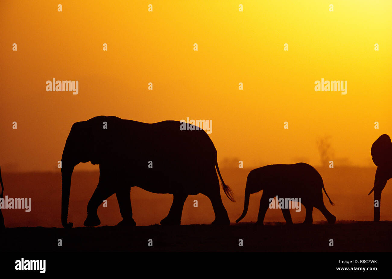 Mother and baby elephant african sunset hi-res stock photography and ...