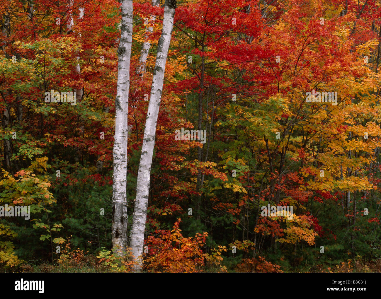 Deciduous forests in autumn hi-res stock photography and images - Alamy