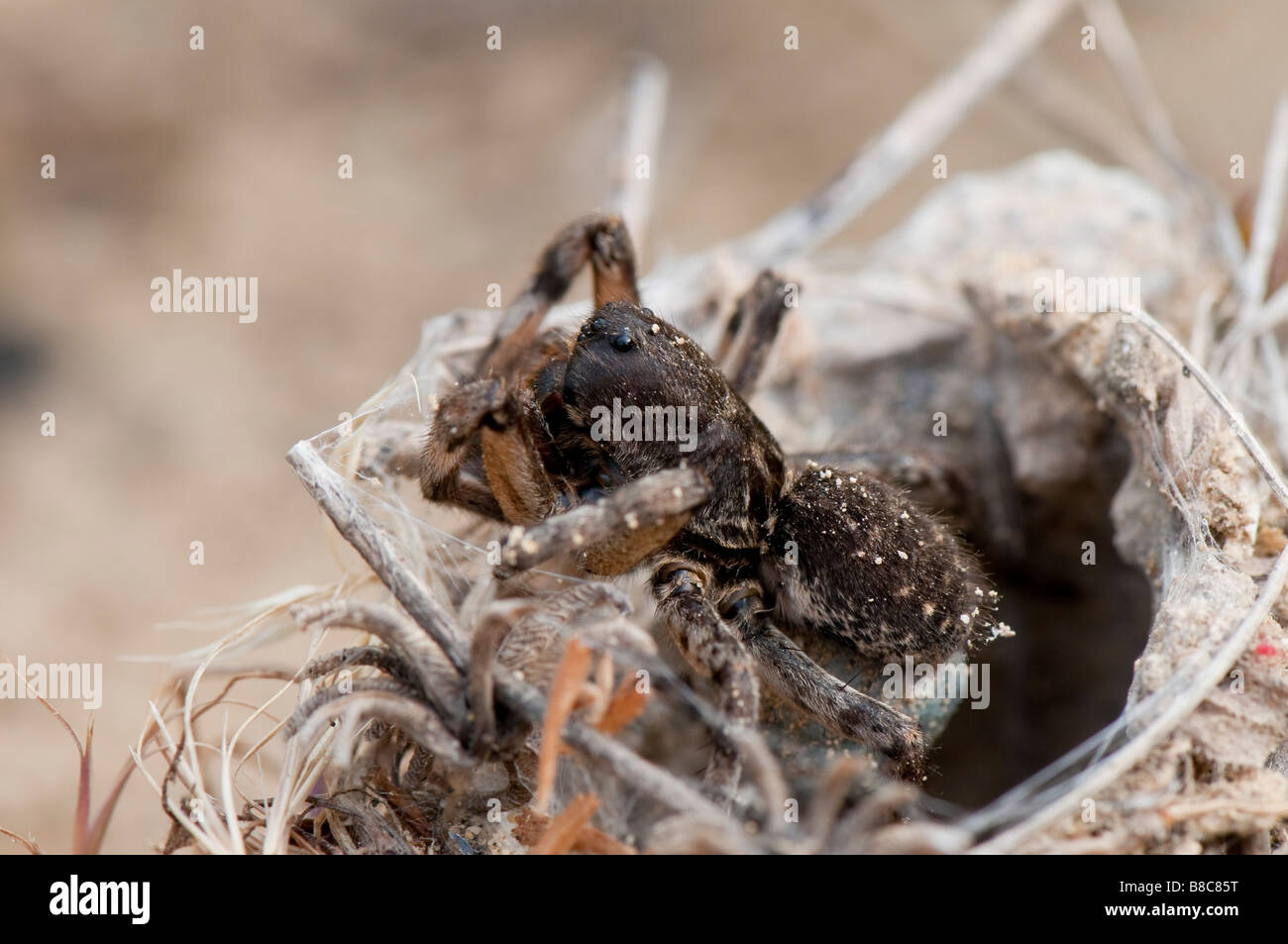 Südrussische Tarantel (Lycosa singoriensis) Stock Photo