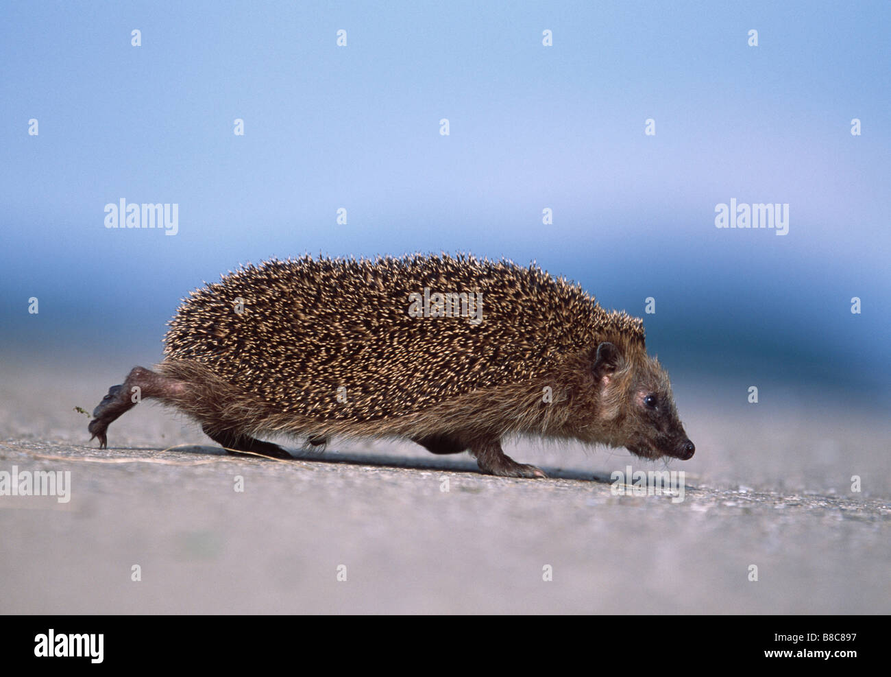 HEDGEHOG & road Stock Photo Alamy