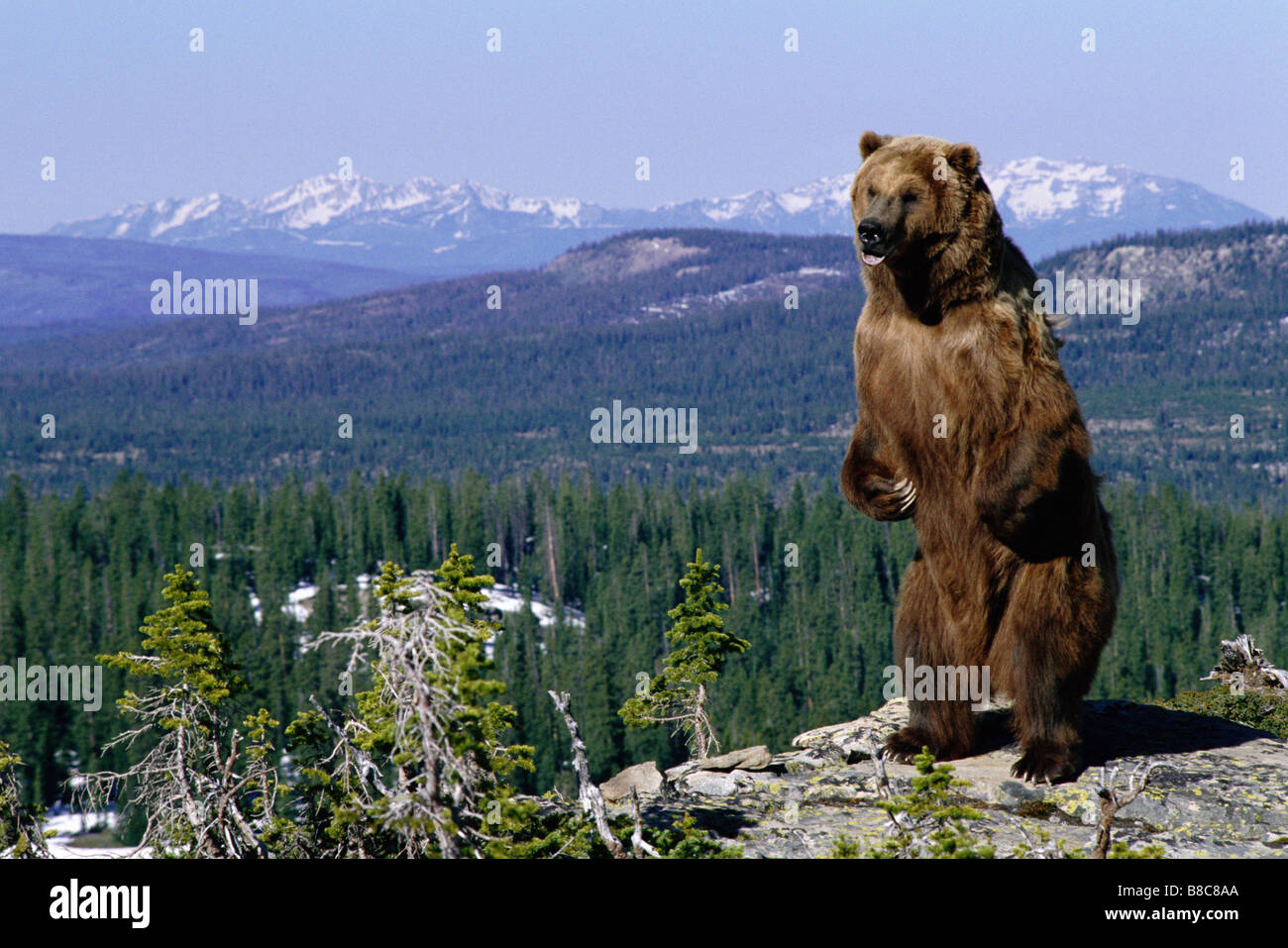AMERICAN BROWN BEAR Stock Photo