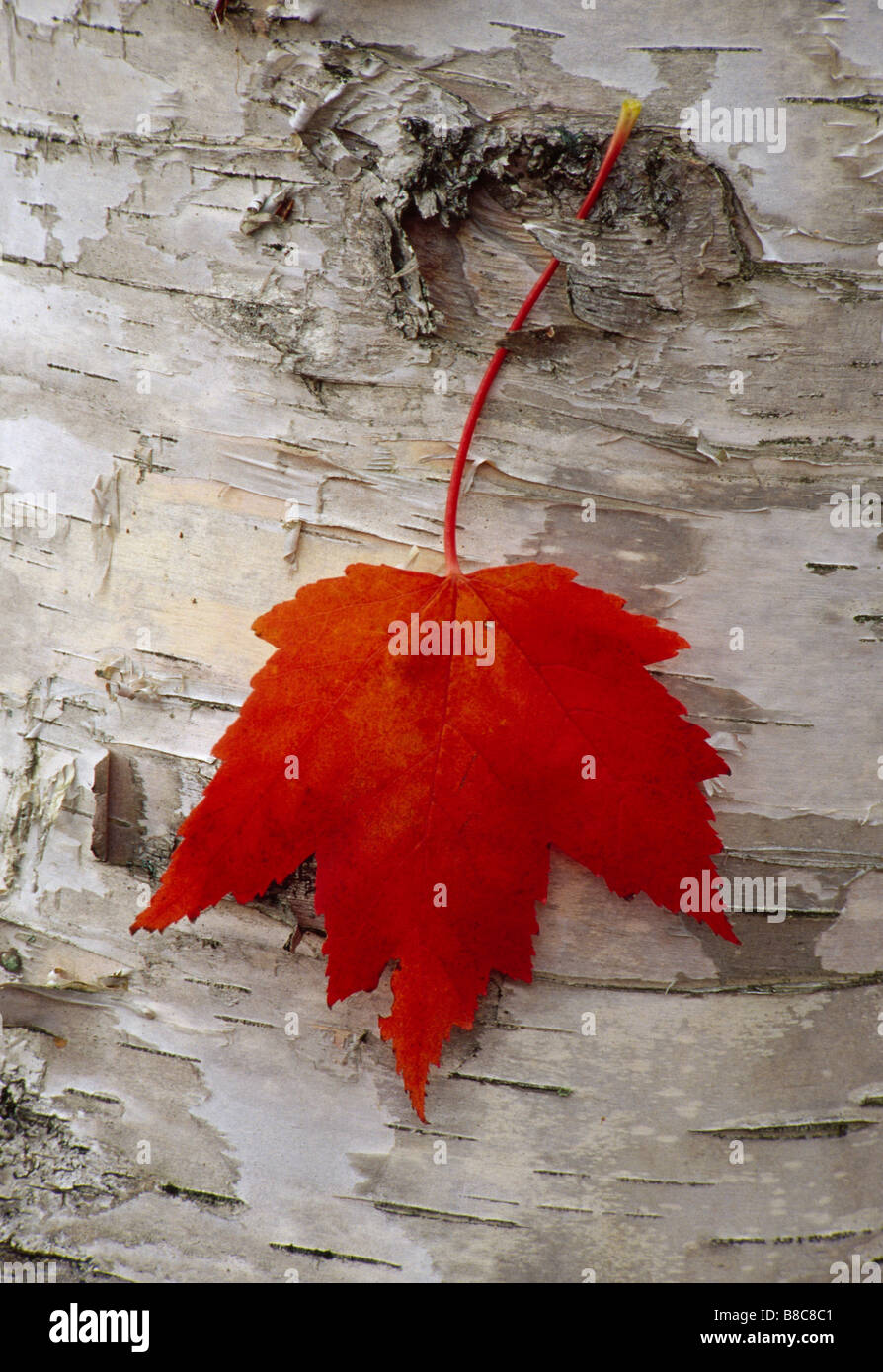 RED MAPLE leaf Stock Photo
