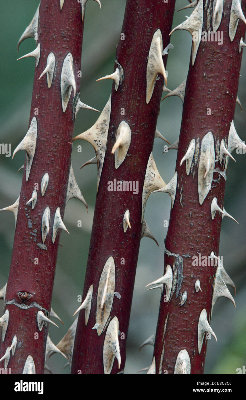 DOG ROSE thorns Stock Photo Alamy