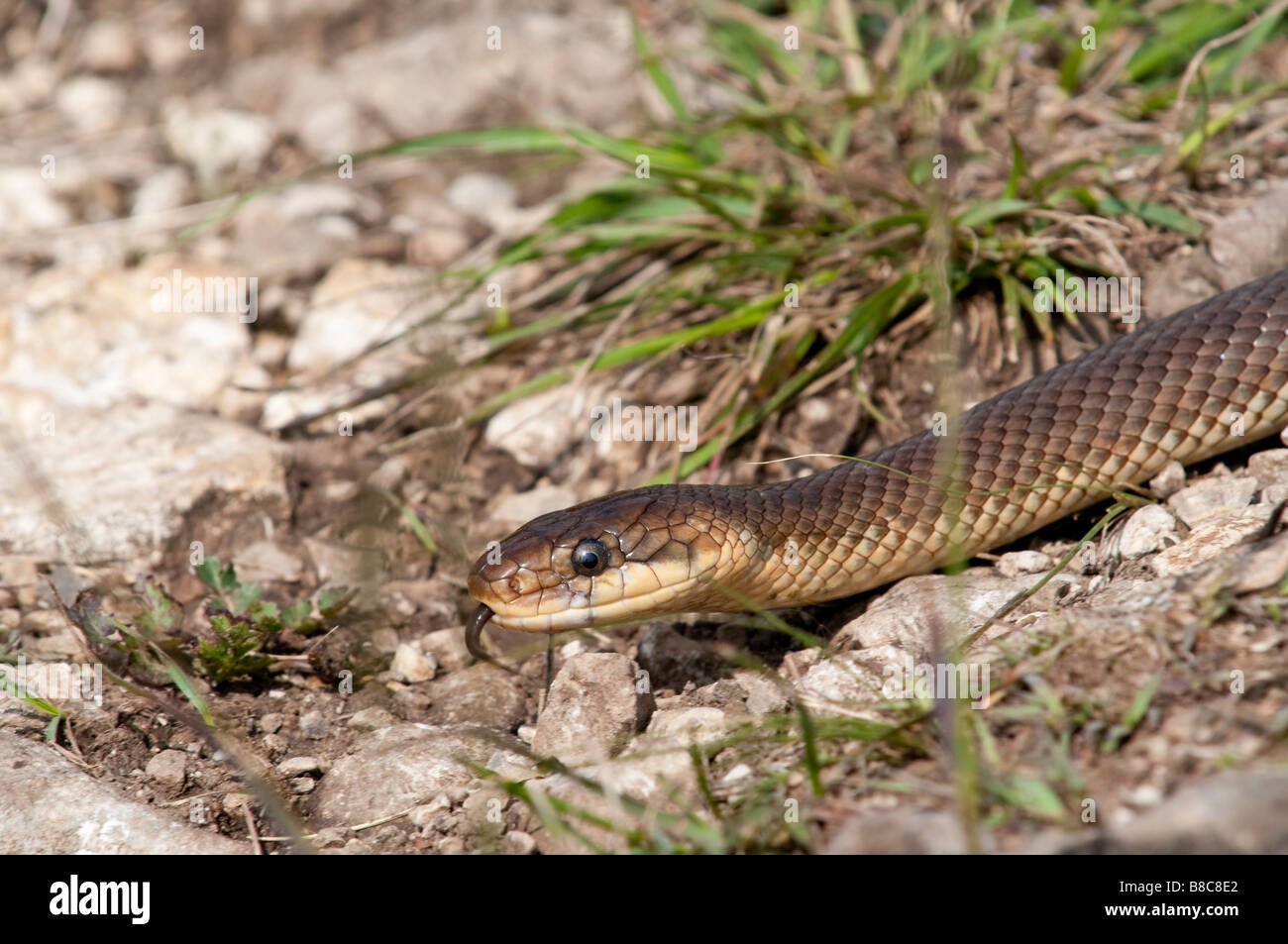 Äskulapnatter (Zamenis longissimus) - Aesculapian Snake- Stock Photo