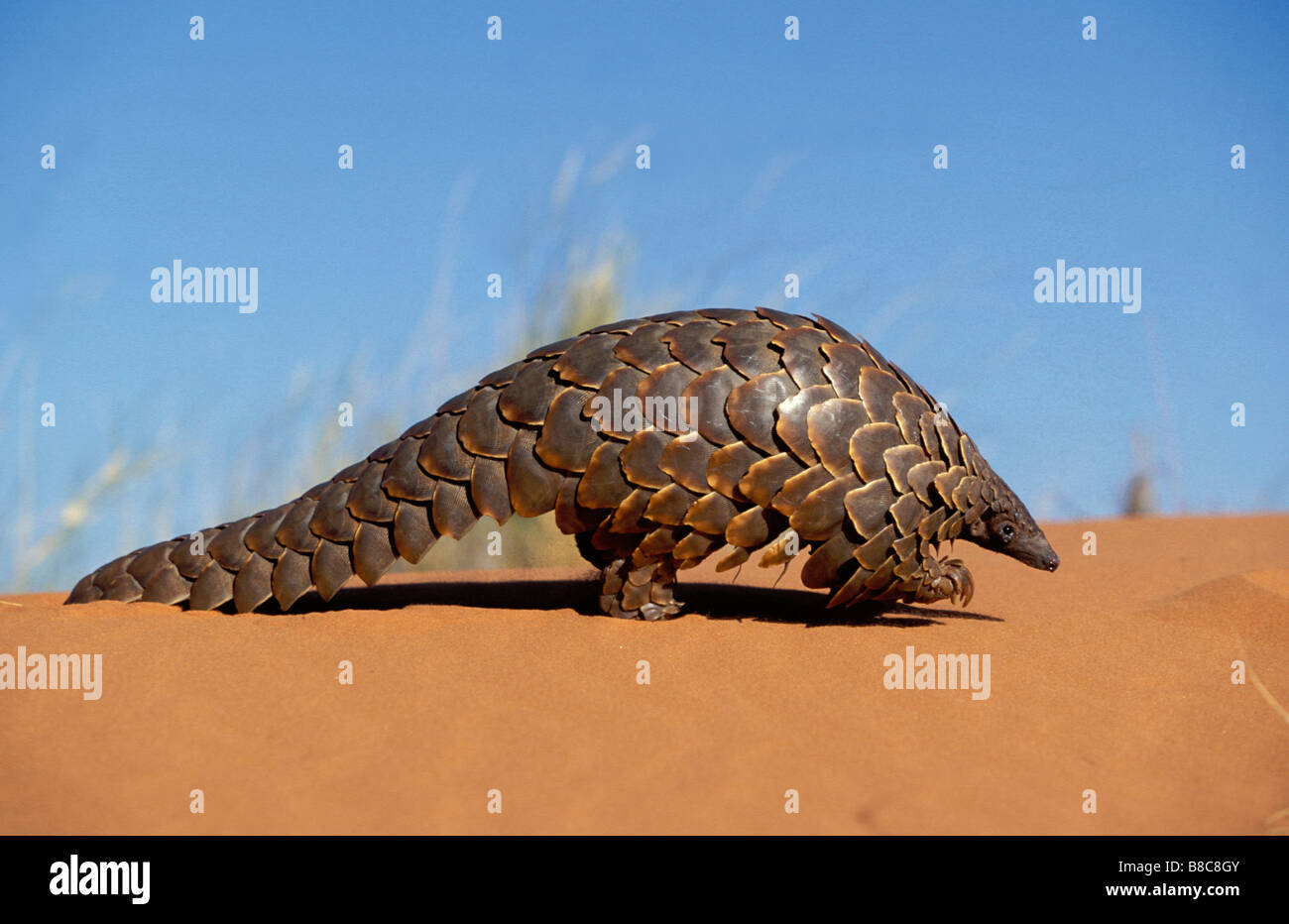 CAPE PANGOLIN Stock Photo - Alamy
