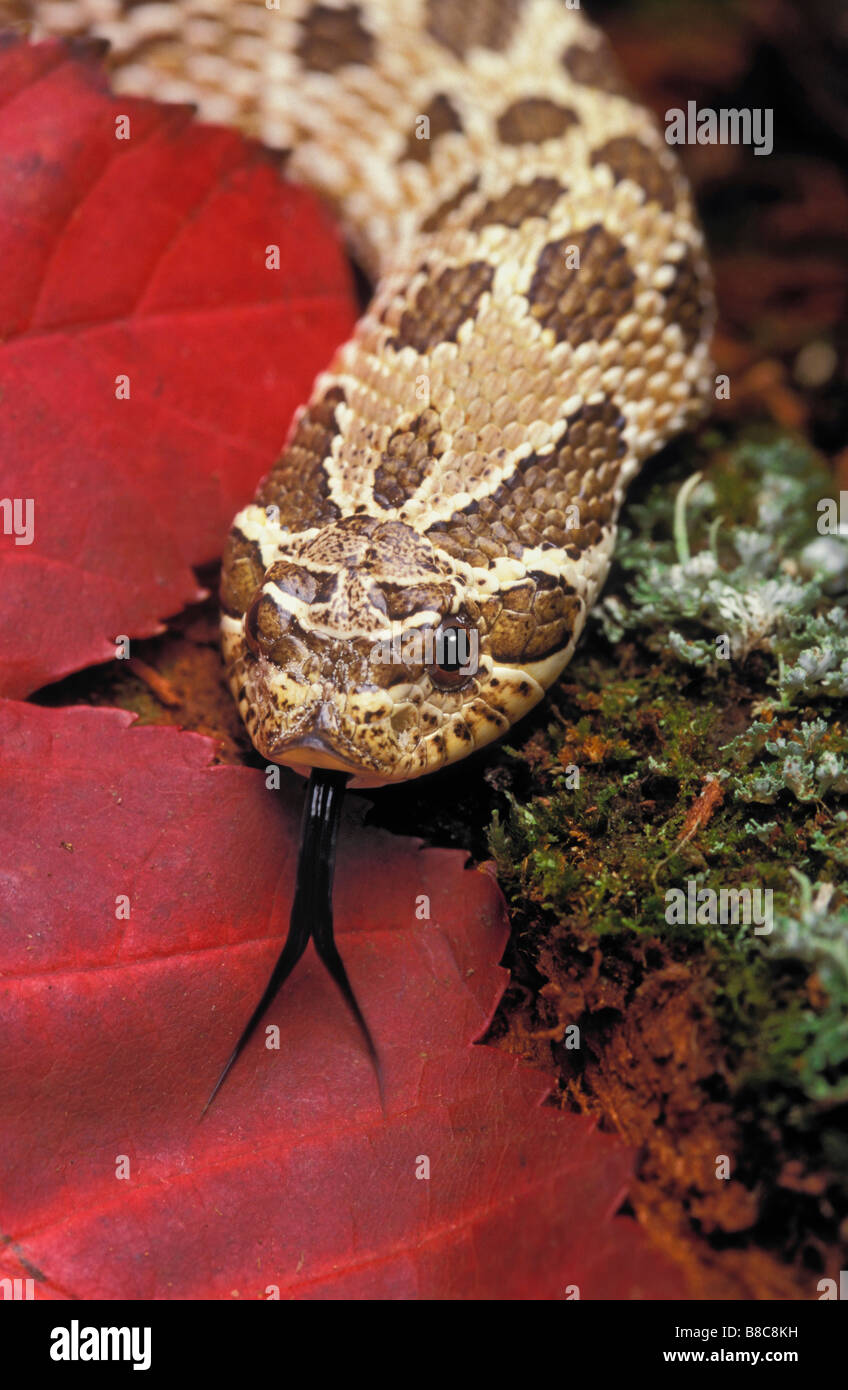 Eastern Hognose Snake Stock Photo - Alamy