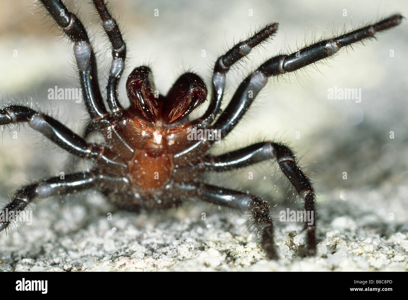 FUNNEL WEB SPIDER Stock Photo