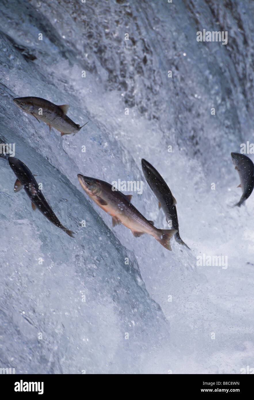 SOCKEYE SALMON Stock Photo