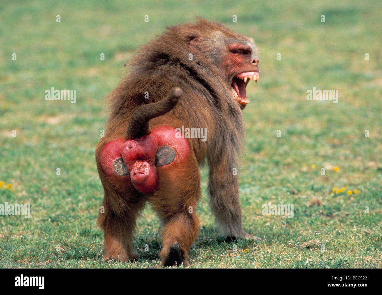 Baboon bottom hi-res stock photography and images - Alamy