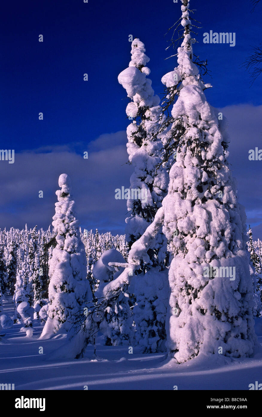 Taiga forests hi-res stock photography and images - Alamy