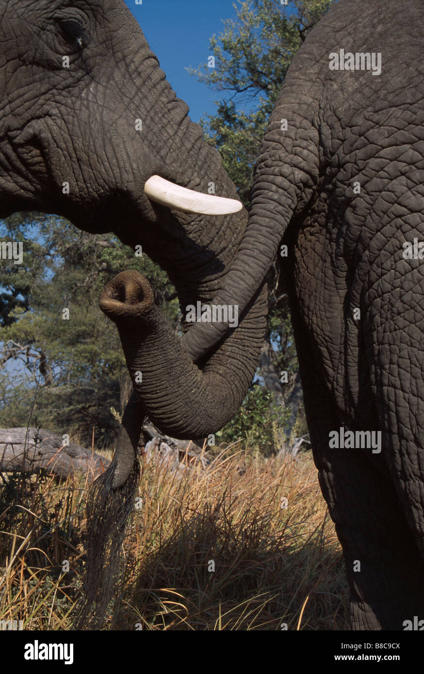Elephants holding tails hires stock photography and images Alamy