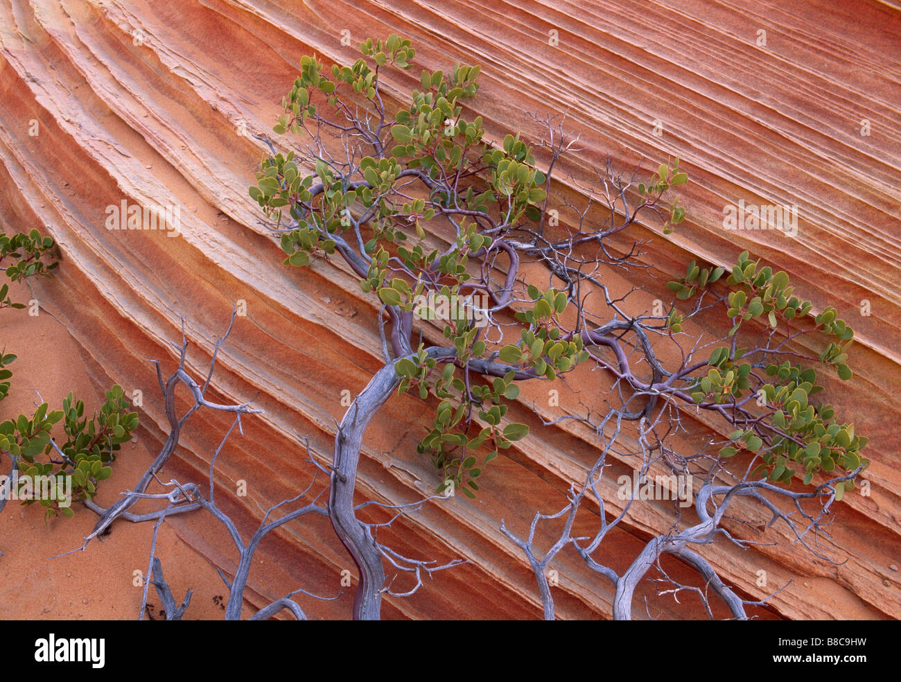 Sandstone hi-res stock photography and images - Alamy