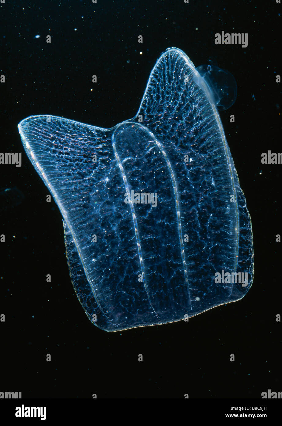 Lobate hi-res stock photography and images - Alamy
