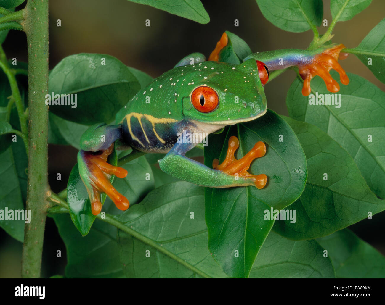 RED-EYED TREE FROG Stock Photo
