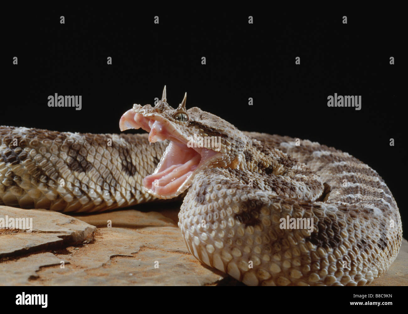 HORNED VIPER attack Stock Photo