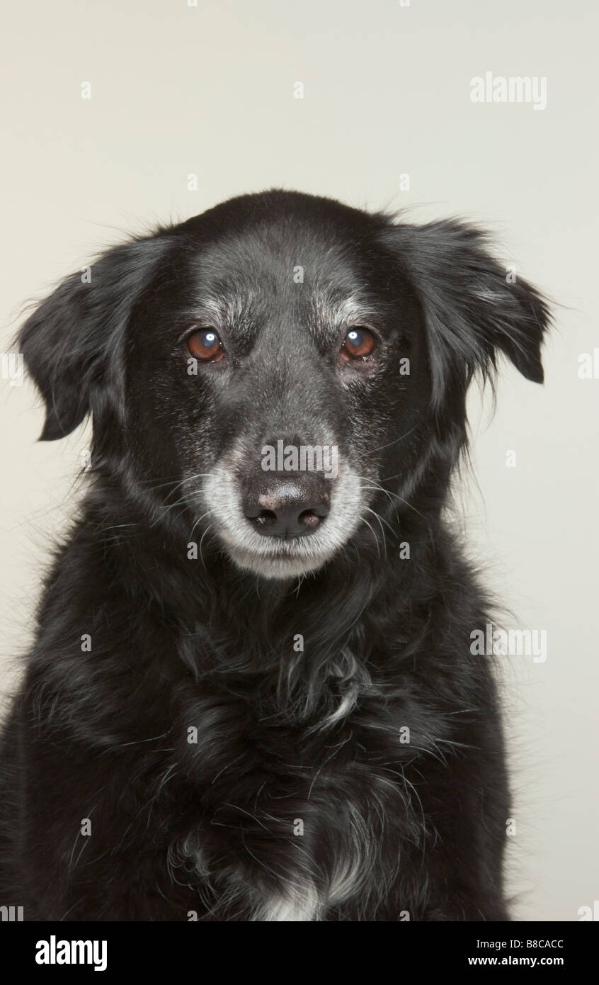 Portrait Border Collie/Lab Stock Photo Alamy