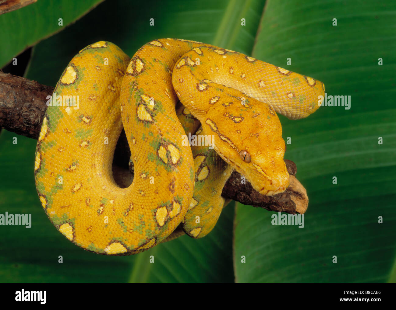 GREEN TREE PYTHON Stock Photo - Alamy