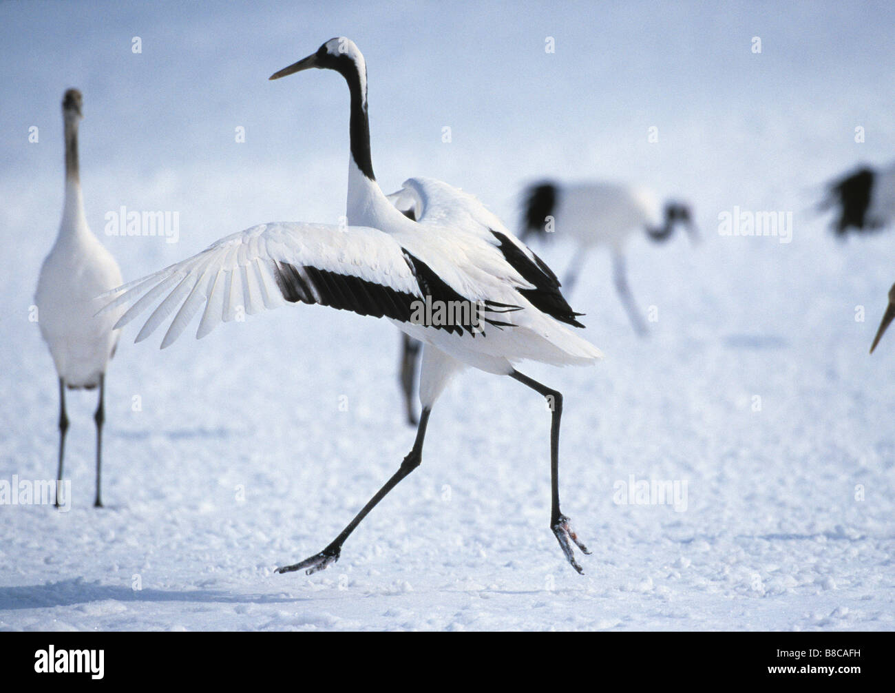 CRANE displaying Stock Photo