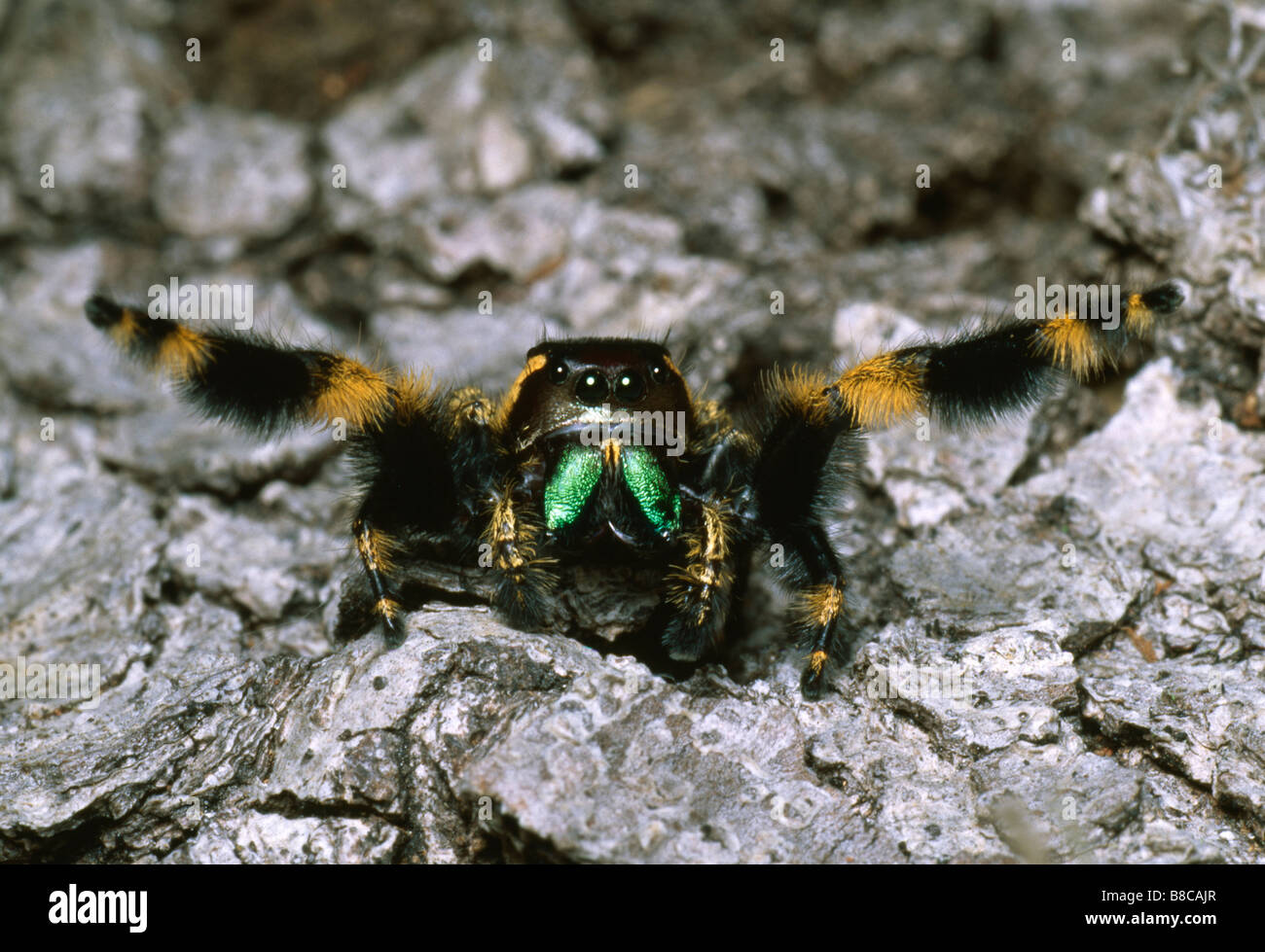 JUMPING SPIDER displaying Stock Photo