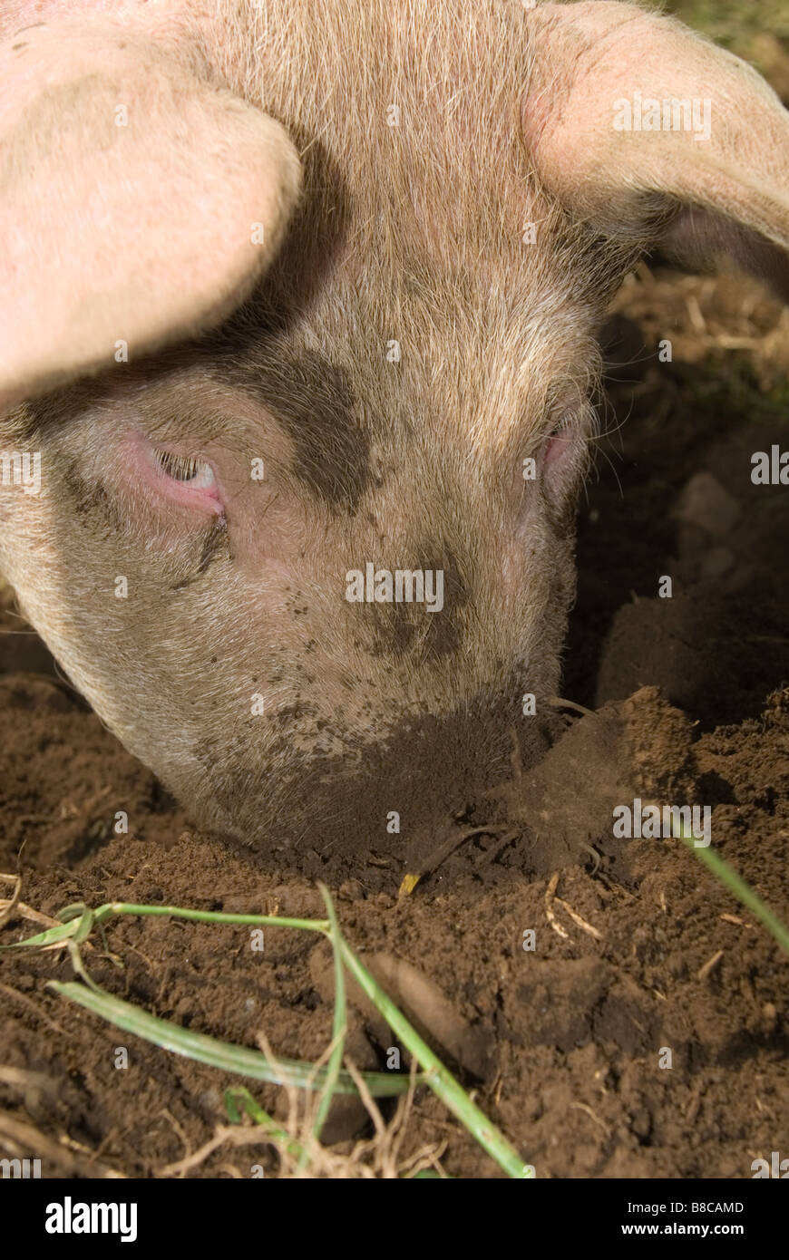 Organically reared pig rooting around in the soil Perthshire Scotland ...