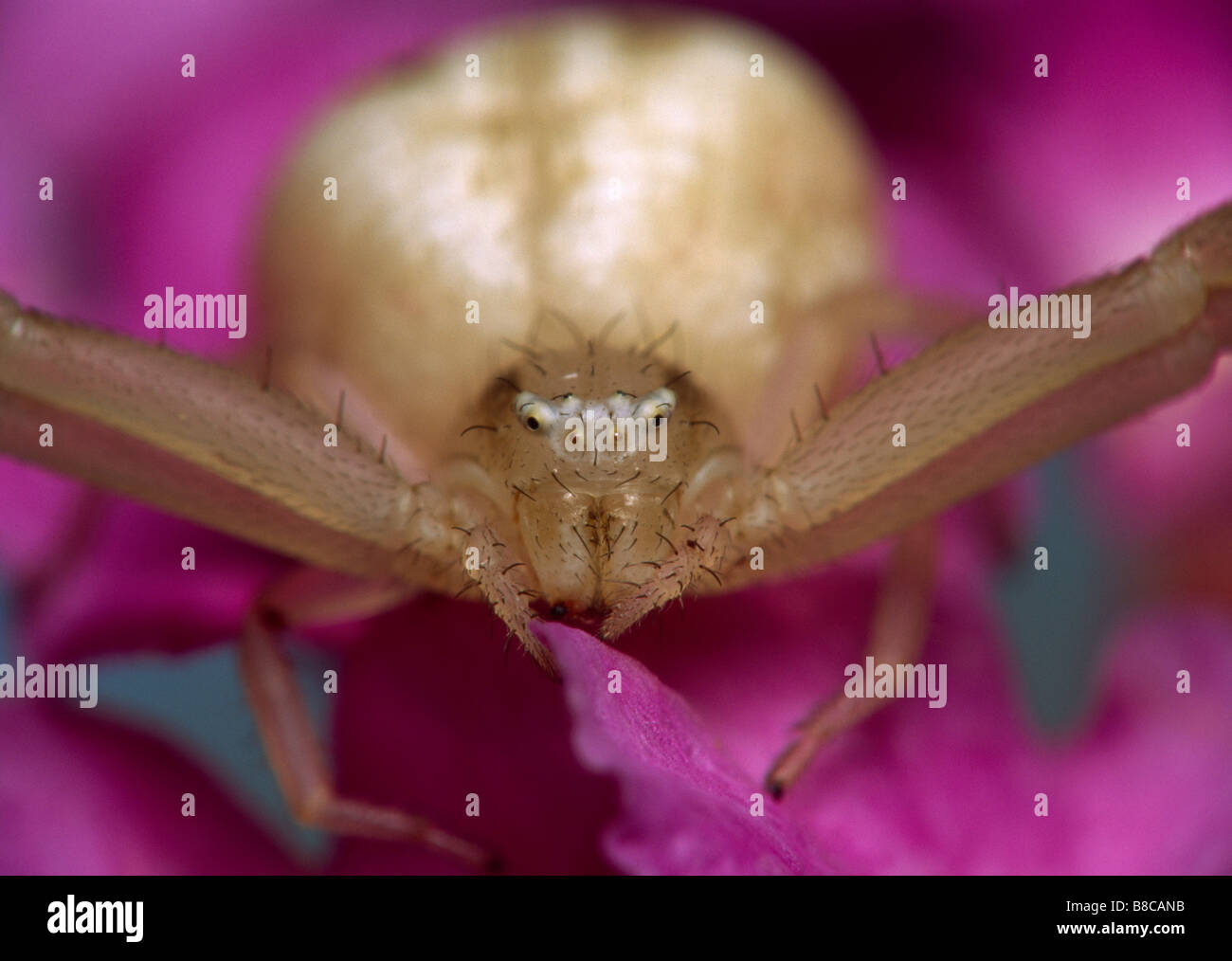 CRAB SPIDER face Stock Photo Alamy