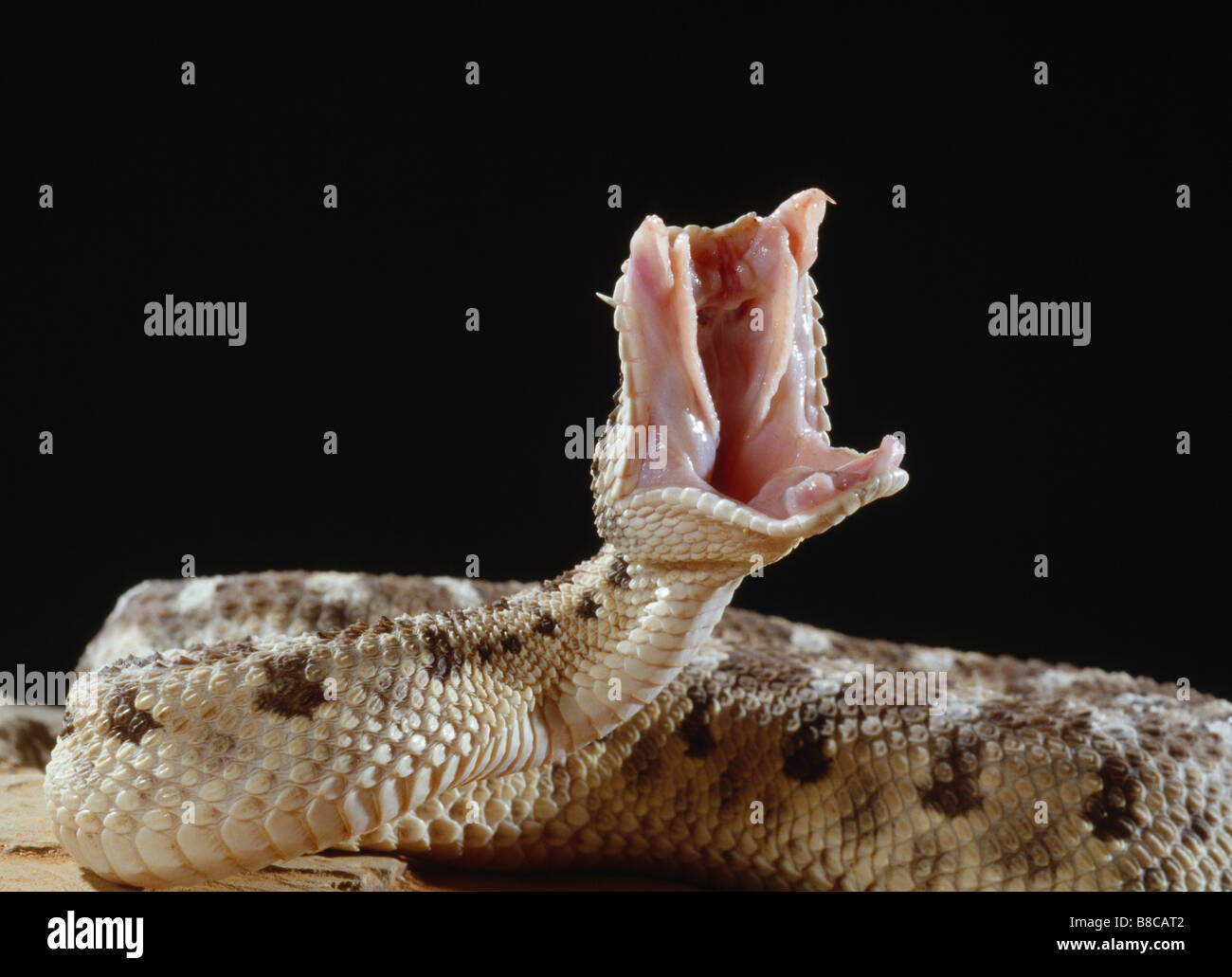 HORNED VIPER attack Stock Photo