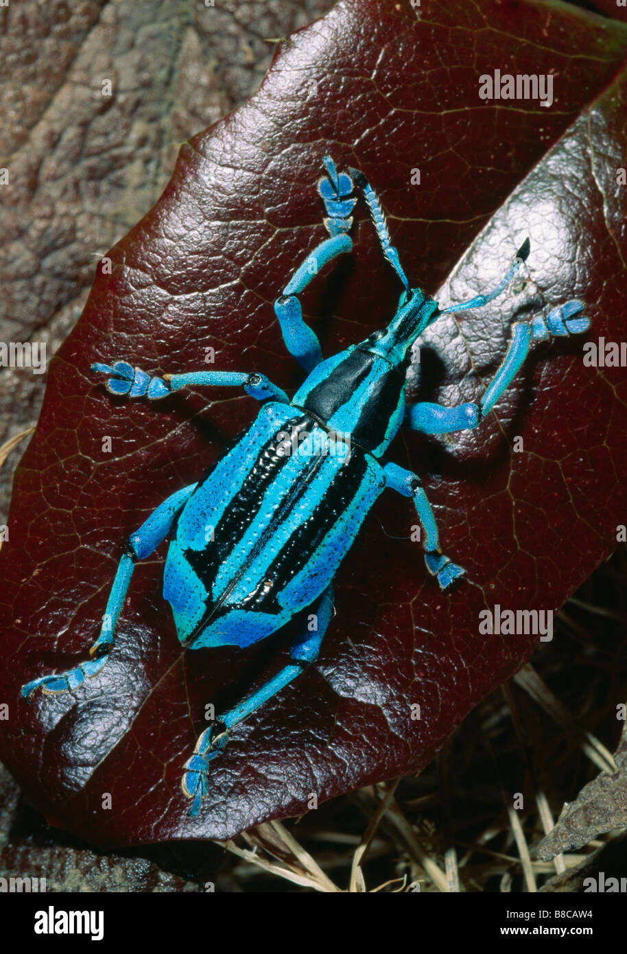 WEEVIL Stock Photo - Alamy