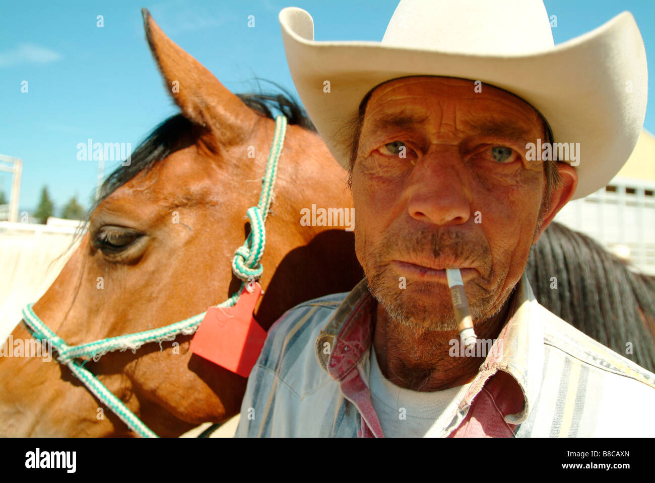 Cowboy Horse, Kamloops, British Columbia Stock Photo Alamy