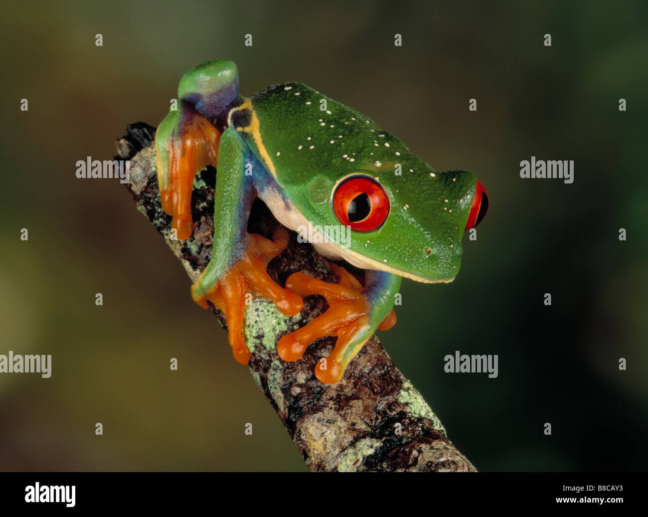 RED-EYED TREE FROG Stock Photo