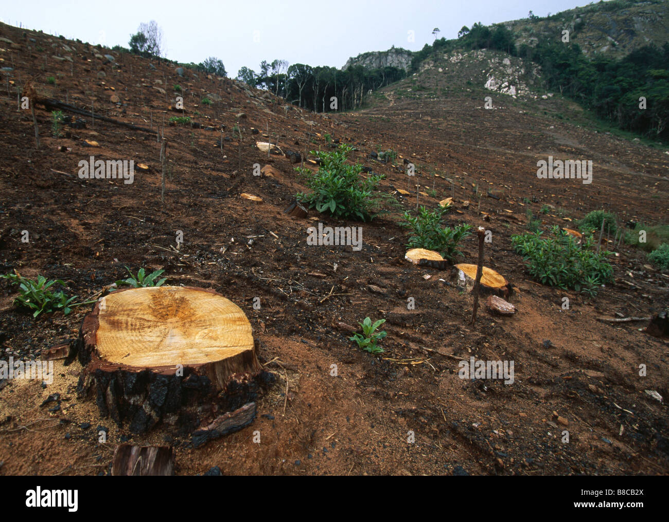 CLEAR-CUT RAINFOREST Stock Photo